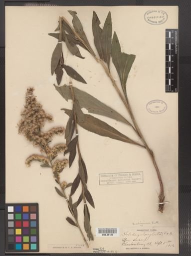Solidago uliginosa