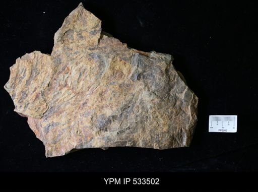 Aegirocassis?