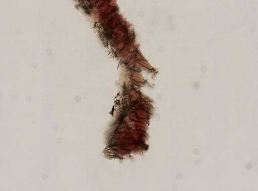Hymedesmia arndti