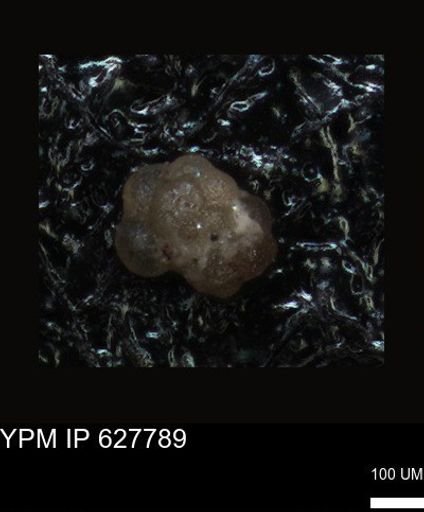 undet. Foraminiferida