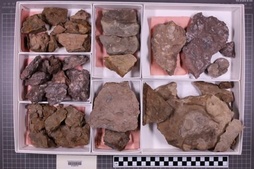 mixed taxa, stratigraphic collection