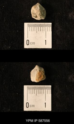 Camarotoechia whitei
