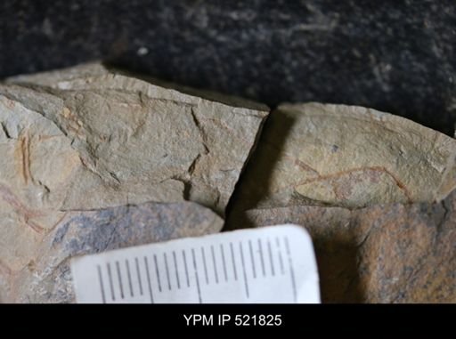 undet. Graptolithina