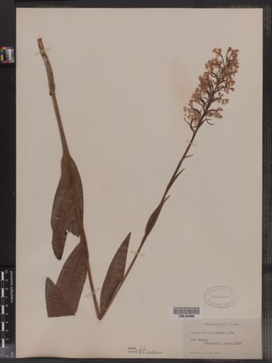 Habenaria psycodes
