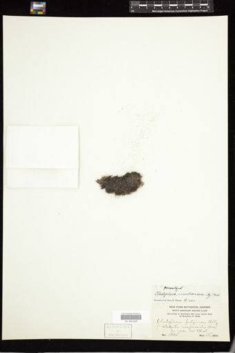 Cladophora membranacea