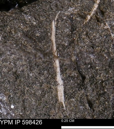 Limopsis striatopunctatus