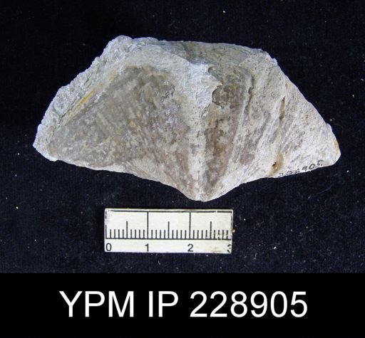 Neospirifer latus