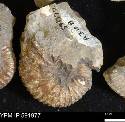 Jeletzkytes nebrascensis