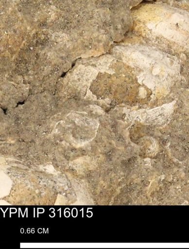 undet. Mollusca