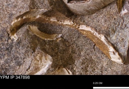 undet. Bivalvia