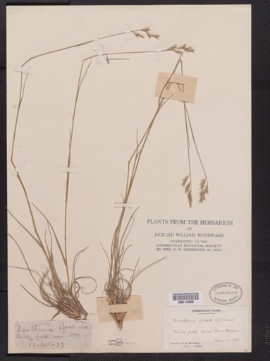 Danthonia spicata