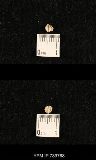undet. Brachiopoda