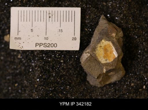 undet. Mollusca