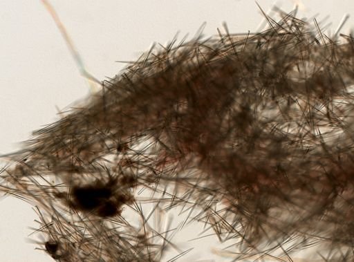 Halichondrida
