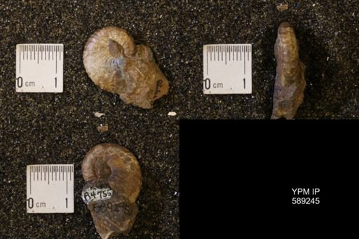 Hoploscaphites birkelundi