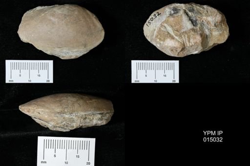 Lamellidens sp.