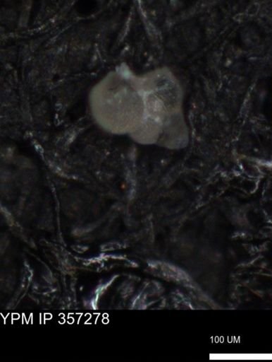 undet. Foraminiferida