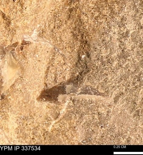 undet. Mollusca