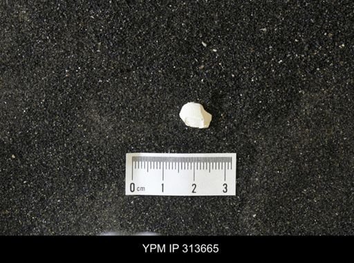 Corbicula?