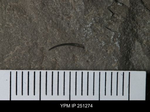 undet. Eurypterida