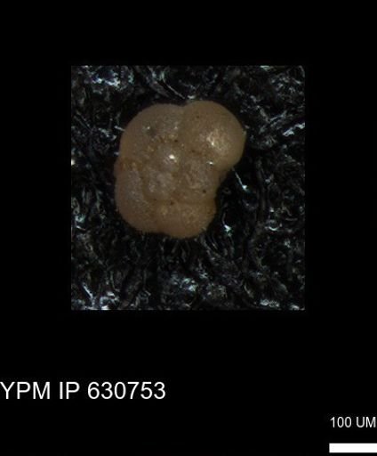 undet. Foraminiferida