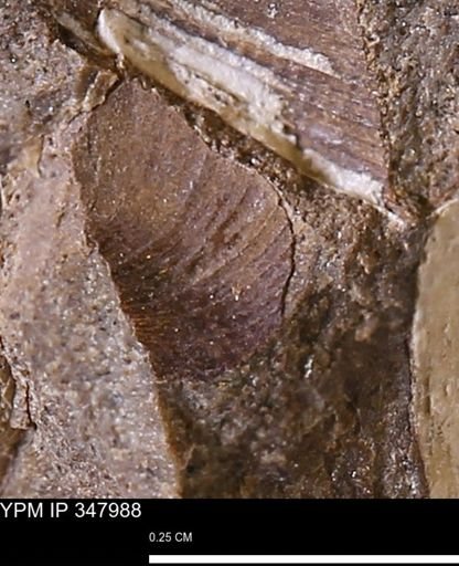 undet. Bivalvia