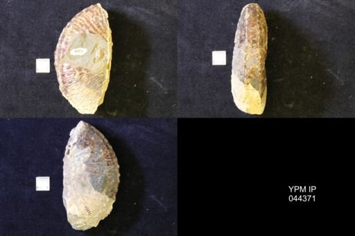 Jeletzkytes nebrascensis