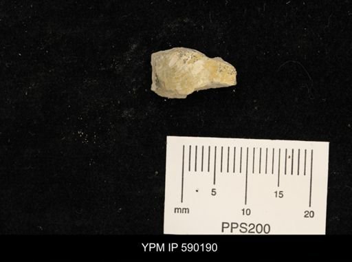 undet. Bivalvia