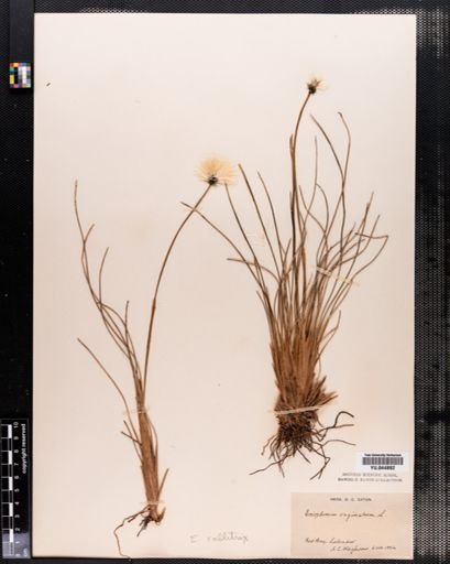 Eriophorum