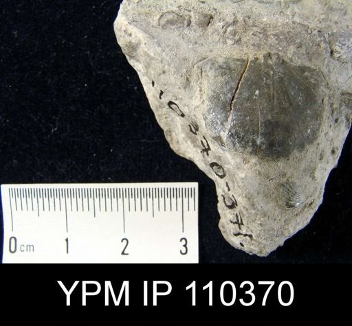 Brachyprion leda