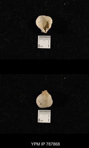 Dielasma sp.
