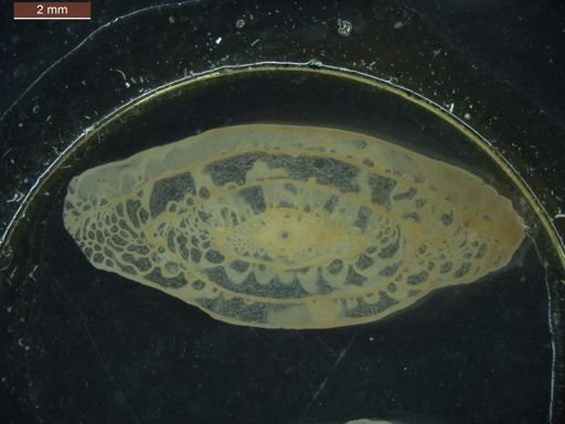 Pseudoschwagerina texana texana