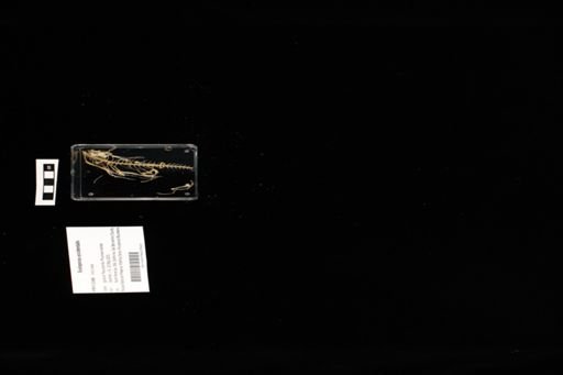 Sceloporus occidentalis