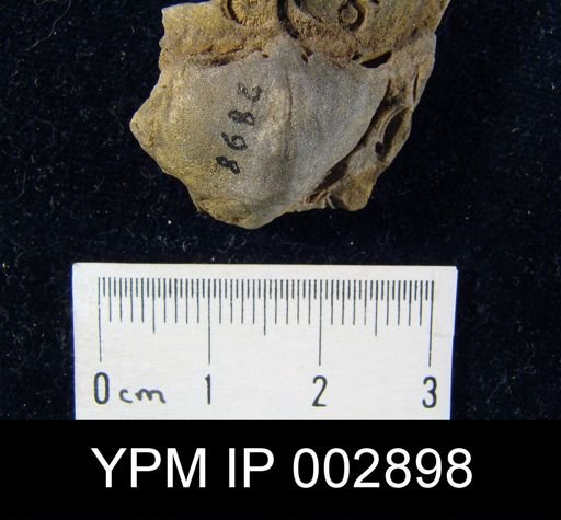 Rhenothyris compressa
