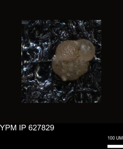 undet. Foraminiferida