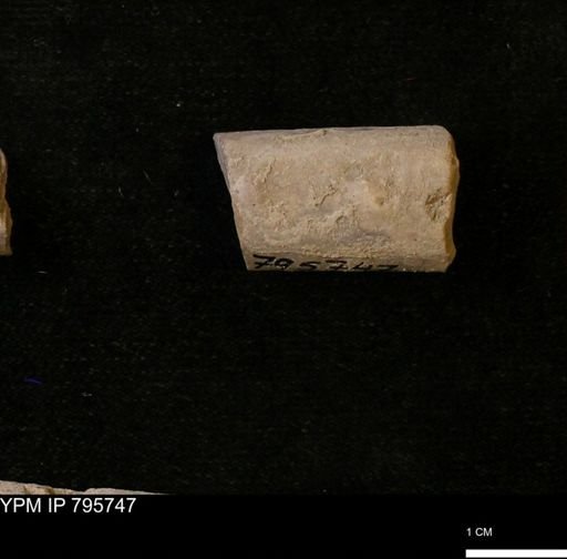 Baculites sp.