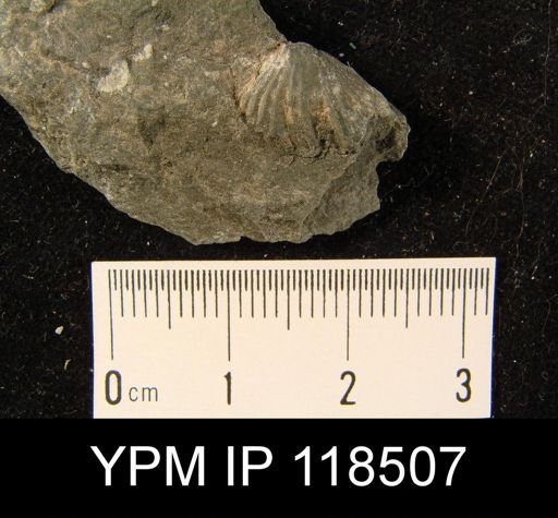 Camarotoechia squamifera