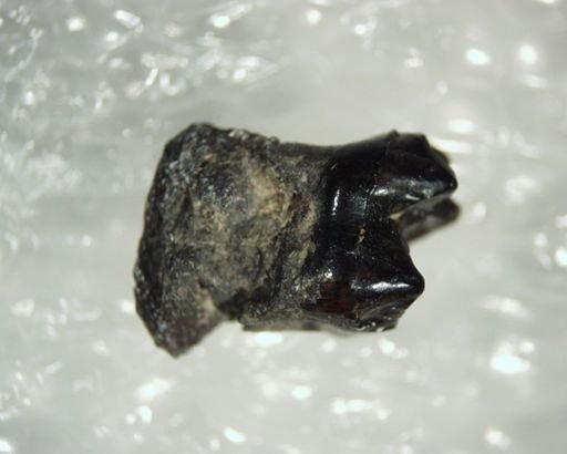 Pelycodus sp.