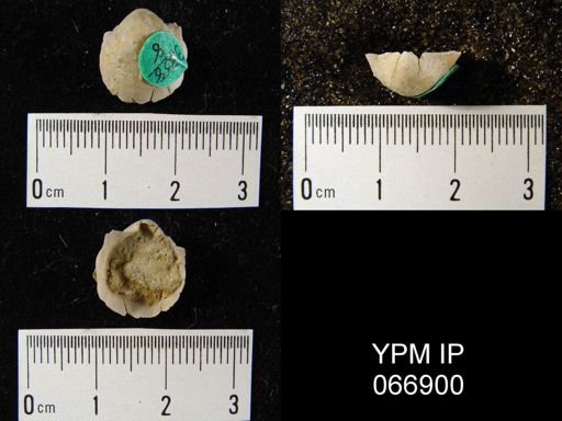 Productella hallana