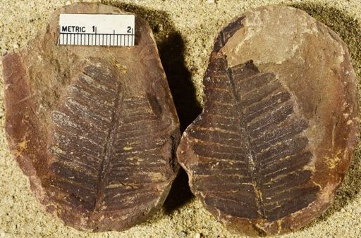 Pecopteris