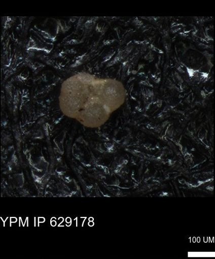 undet. Rugoglobigerinidae