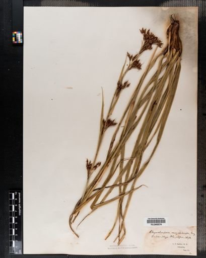Rhynchospora