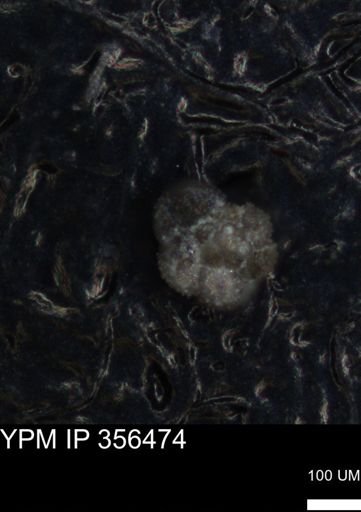 undet. Foraminiferida