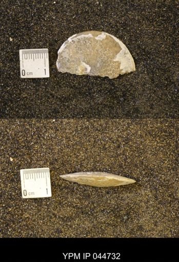 Sphenodiscus lenticularis