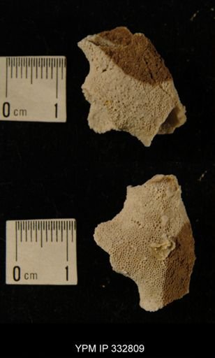 undet. Bryozoa