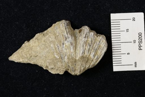 Neospirifer kansasensis
