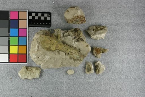 Tayassuidae