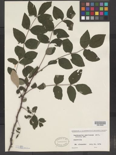 Zanthoxylum americanum