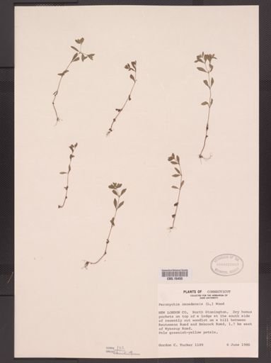 Paronychia canadensis