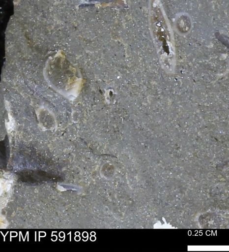 Serpulidae